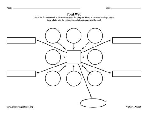 Blank Food Web Template (6) - TEMPLATES EXAMPLE | TEMPLATES EXAMPLE