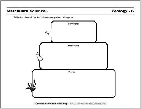 Blank Food Web Template - Professional Template Examples