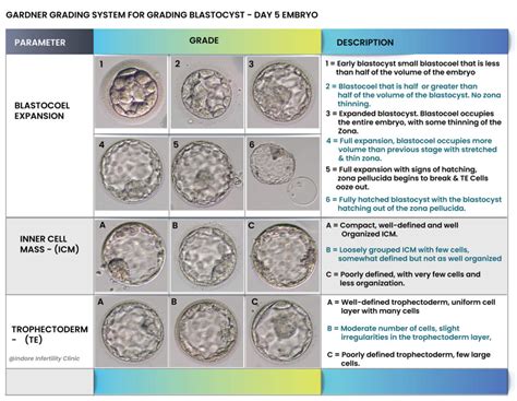 Blastocyst Grading Chart