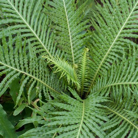 Types of Ferns Blechnum Fern Image