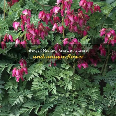 Bleeding Hearts: Delicate & Unique