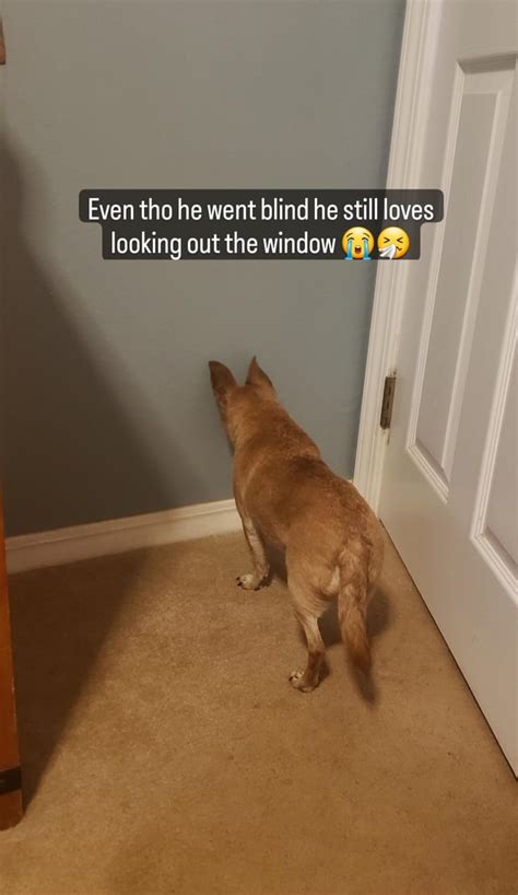 Blind Dog Meme