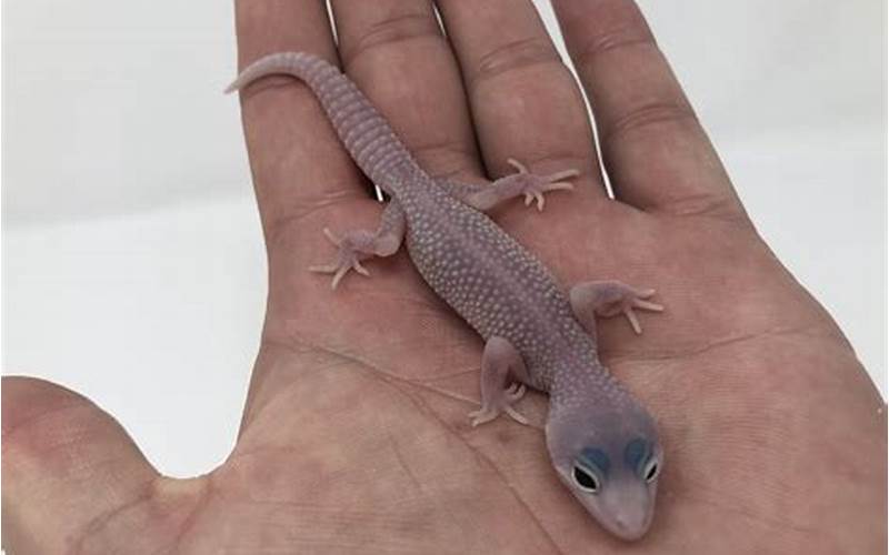 Blazing Blizzard Leopard Gecko: A Unique and Beautiful Pet