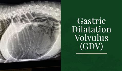 Bloat (Gastric Dilatation Volvulus)