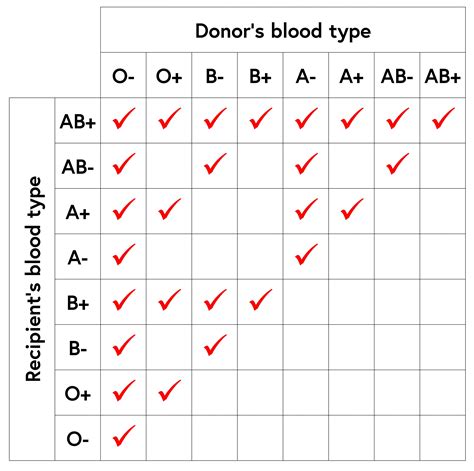 Blood Types And Donation Possibilities Worksheet A