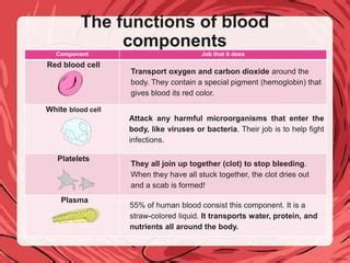 Blood Components: Functions & What Goes Wrong