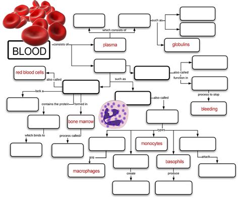 Blood Concept Map Answer Key Pdf Discover Our Best Answer Key