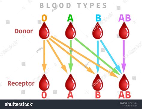 Blood Groups And Transfusions Chart