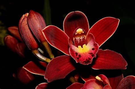 Blood Red Orchid Flower