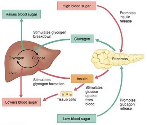 Blood Sugar Regulation