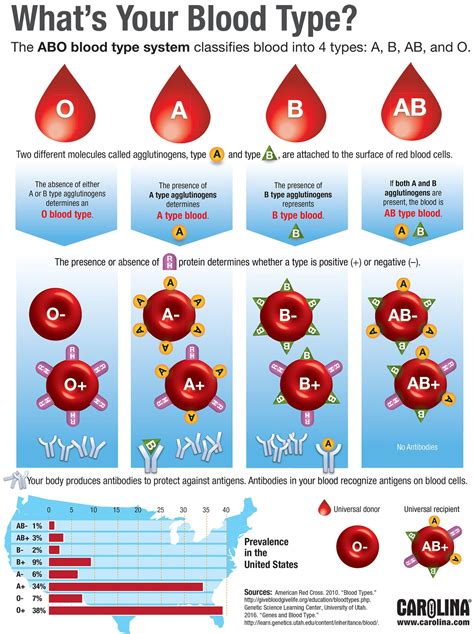 Blood Type: Health Risks & Personality Traits