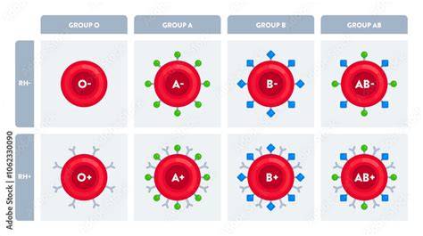 Blood Type Chart Rh Factor