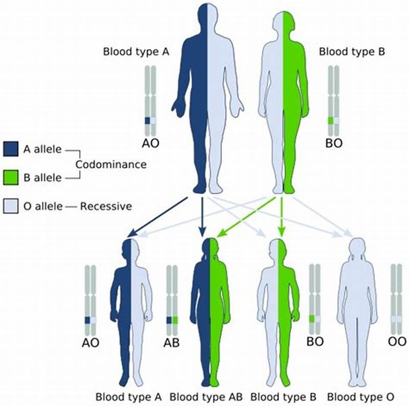 Blood Type Inheritance Pattern