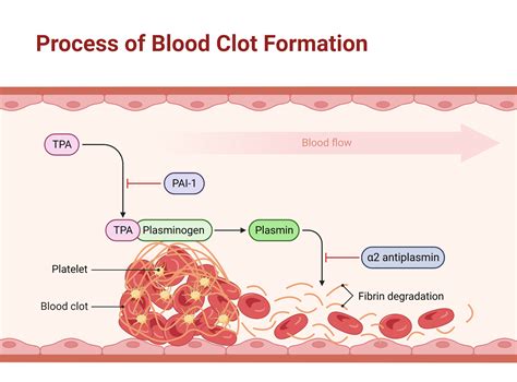 Blood clot formation