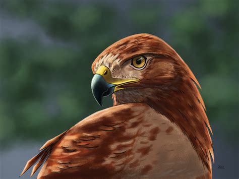 Blood hawk | Forgotten Realms Wiki | Fandom