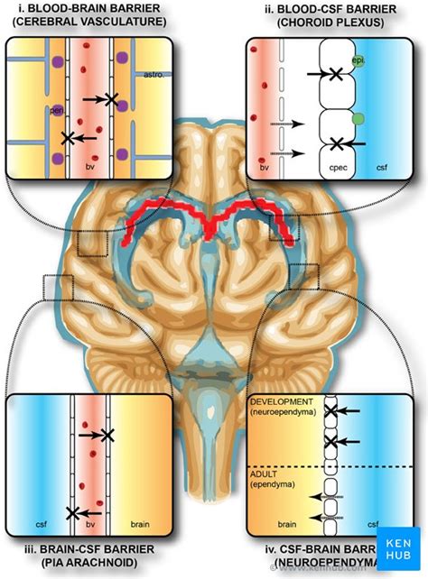 Blood-Brain Barrier: Function & Key Components