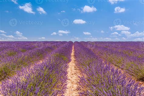 Blooming Lavender Field