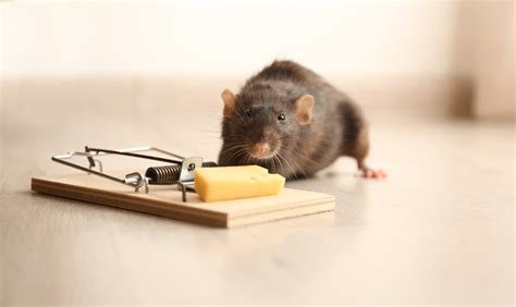 Bloomington Rodent Control