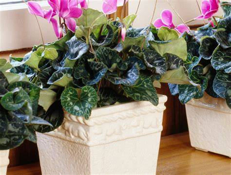 Bloomiq.Com Tropical Plants