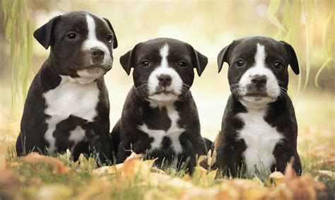 Blue American Staffordshire Terrier Puppy: A Guide