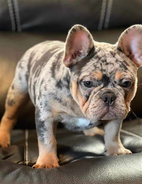 Blue And Tan Merle French Bulldog For Sale