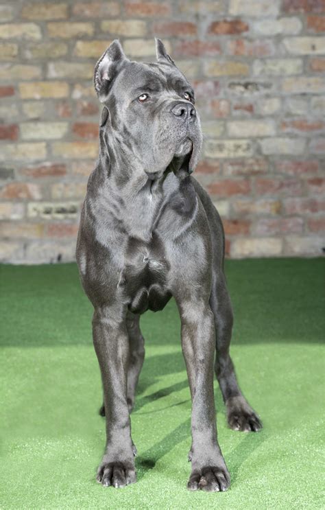 Blue Brindle Cane Corso For Sale: Everything You Need To Know