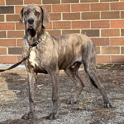 Blue Brindle Great Dane Puppy For Sale: A Unique And Majestic Addition
To Your Home
