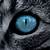 Blue Cat Eye Close Up