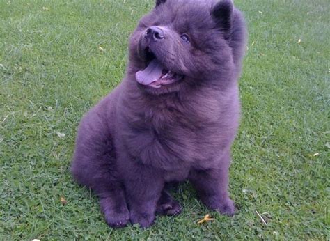 Blue Chow Chows: The Unique And Relaxing Companions Of 2023