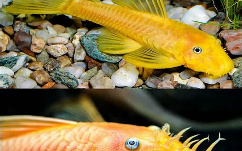 Blue Eye Lemon Bristlenose Pleco: A Guide to Caring for and Keeping This Unique Fish