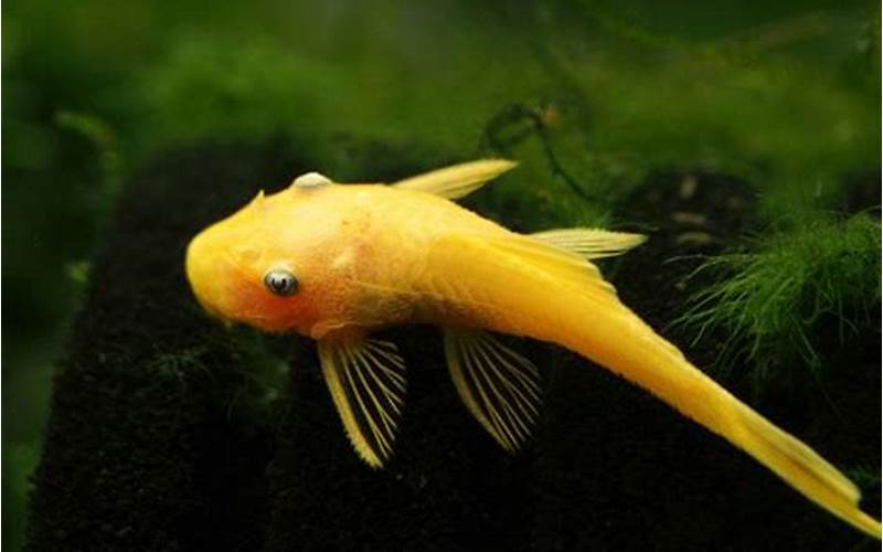 Blue Eyed Lemon Pleco Fish Appearance