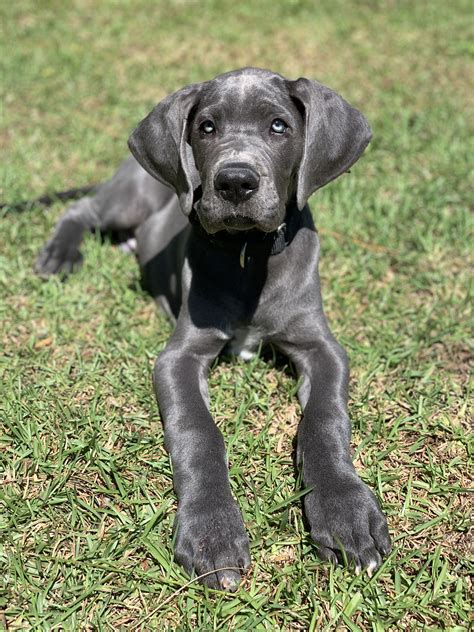 Blue Great Dane Baby: The Gentle Giant