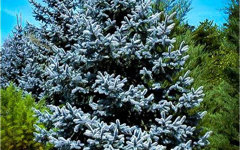 Blue Spruce Trees