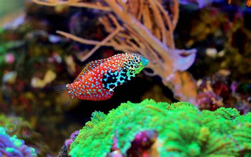 Blue Star Leopard Wrasse Care Requirements