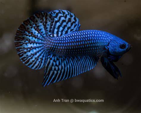 Blue Alien Betta