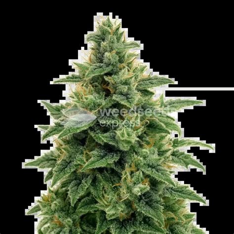 Blue Amnesia Weed