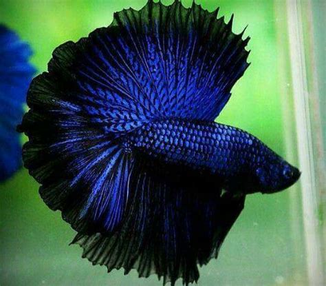 Blue And Black Betta Fish