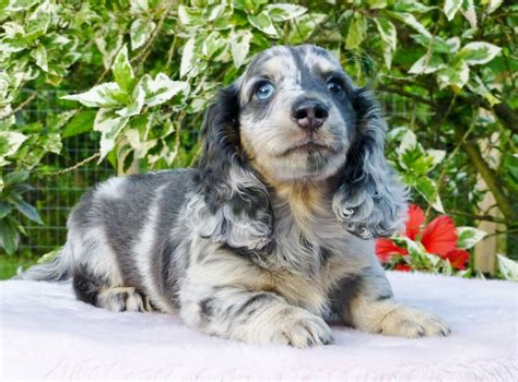 Blue Dachshund Puppy For Sale PetsWall