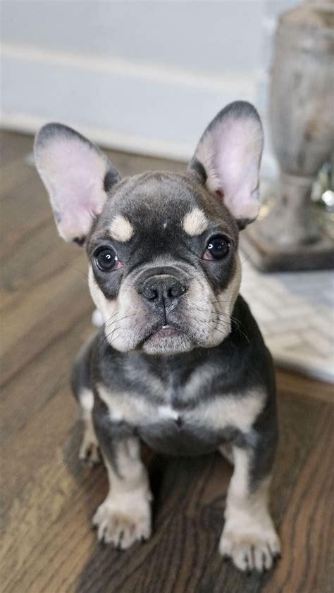 Blue And Tan Tri French Bulldog: A Unique And Adorable Breed
