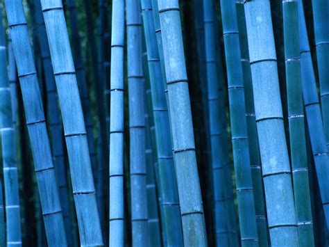 Blue Bamboo
