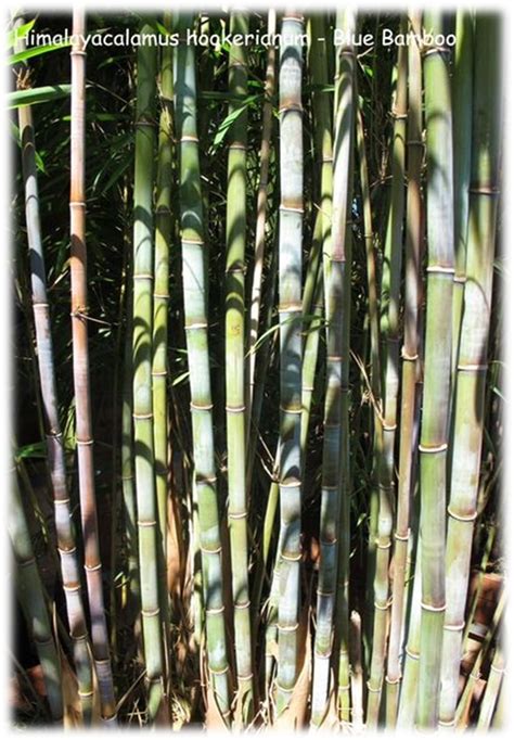 Blue Bamboo Plants