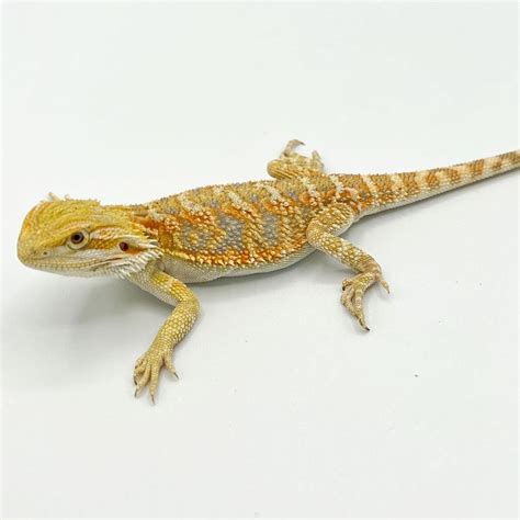 Blue Bar Bearded Dragon