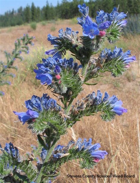 Blue Bell Noxious Weed