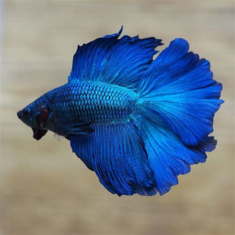 Blue Betta Fish