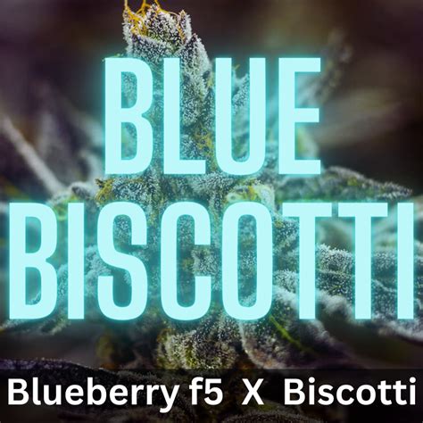 Blue Biscotti Weed