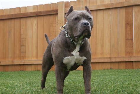 Blue Nose Pitbull Bullmastiff Mix Pitbull Dogs