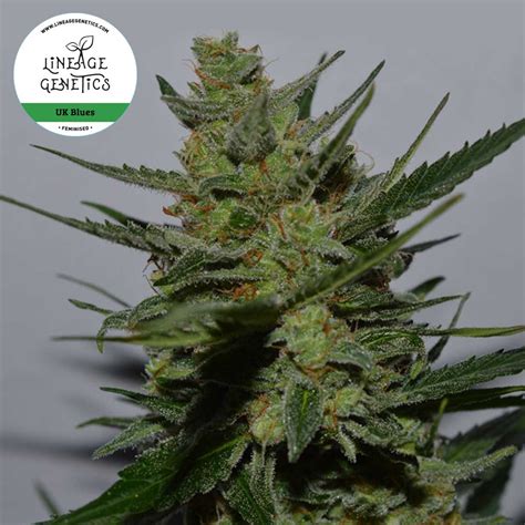 Blue Cheese Weed Uk