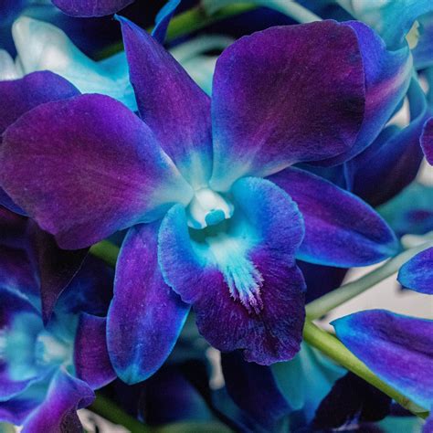 Blue Dendrobium Orchid Flower