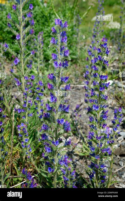 Blue Devil Weed
