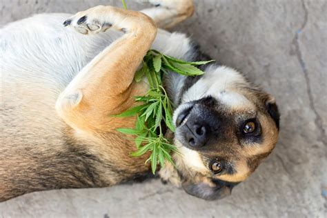 Blue Dog Weed